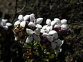 Arcytophyllum lavarum on Cerro de la Muerte, San José Province, Costa Rica