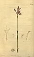 Arethusa bulbosa plate 2204 in: Curtis's Bot. Magazine (Orchidaceae), vol. 48, (1821)