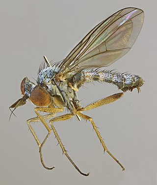 <i>Argyra perplexa</i> Species of fly