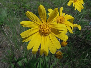 <i>Arnica lonchophylla</i> Species of flowering plant