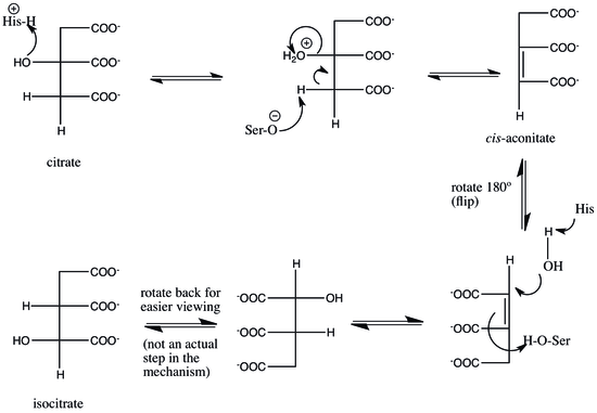 Aconitase arrow-pushing mechanism Arrow Pushing Aconitase Final draft.tif