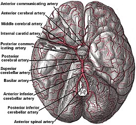 Артерии основания мозга (вид снизу). Для лучшего отображения артерий - на правой стороне удалена часть полушария головного мозга и часть мозжечкового полушария.