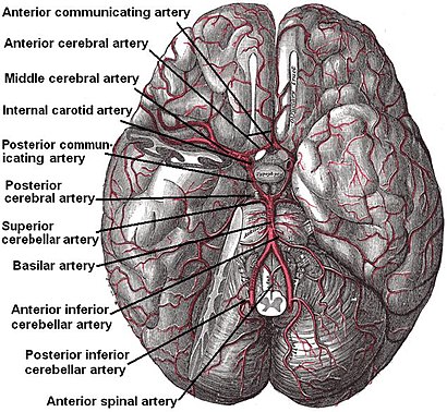 Arteries beneath brain Gray closer.jpg