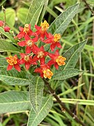 Asclepias curassavica 151709399.jpg