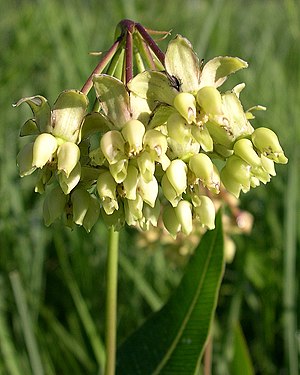 Asclepias meadii