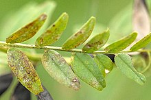 Ascochyta.viciae.-.lindsey.jpg