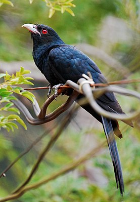 Male of the Indian Koels