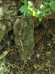 A small stone Taino statuette resting among plants