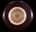 Aspergillus flavus in petri dish.png