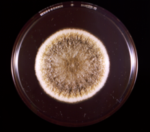 Aspergillus flavus in a petri dish Aspergillus flavus in petri dish.png