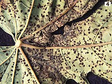 Asperisporium caricae on leaf.jpg