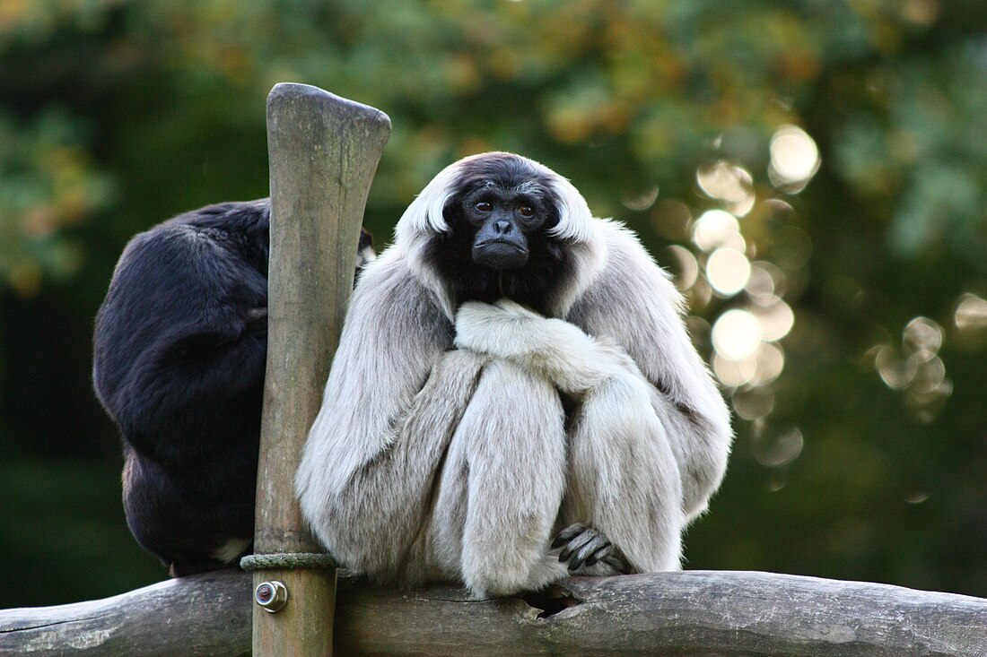 Pileated gibbon