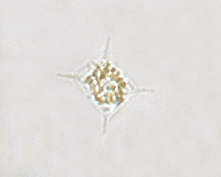 <i>Attheya decora</i> Species of single-celled organism