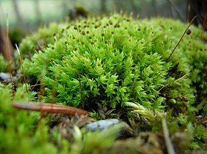 Bildebeskrivelse Aulacomnium androgynum (Hedw.) Schwägr.-Klamonožka hlávkoplodá (2) .jpg.