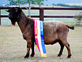 Australian Miniature Goat Buck AUST CH Patona Park Echo.jpg