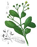 Thumbnail for Avicennia officinalis