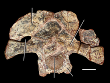 Braincase of UA 7-20-99-653, the holotype of A. madagaskarensis, in occipital view Azendohsaurus madagaskarensis braincase.png