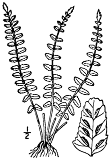 <i>Asplenium resiliens</i> Species of fern in the family Aspleniaceae