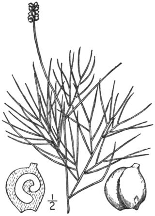 <i>Potamogeton confervoides</i> Species of plant