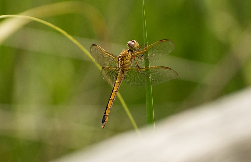 File:Back Bay National Wildlife Refuge dragonfly 1 LR.jpg