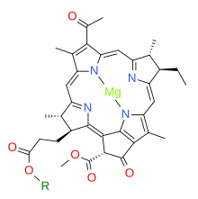 Bacteriochlorophyllide a (R=H). Earlier intermediates have a vinyl group or 1-hydroxyethyl group in place of the acetyl group shown. Bacteriochlorophyllide a.svg