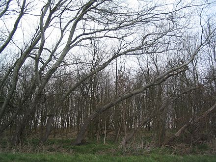 Wind influences tree growth