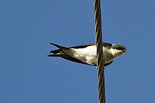 The Bahama swallow is listed as an endangered species. Bahama Swallow.jpg