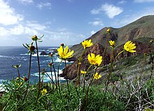 Encelia californica growing on the Ensenada Municipality coast, typical of the California coastal sage and chaparral ecoregion Baja coast.jpg