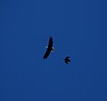 Bald eagle and crow