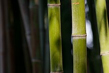 Bamboo is advocated as a more sustainable alternative for cutting down wood for fuel. Bamboo Feb09.jpg