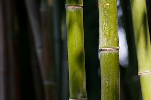 Bamboo Feb09