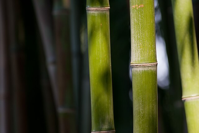 640px-Bamboo_Feb09.jpg (640×427)