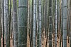 Bamboo Forest, Arashiyama, Kyoto, Japan.jpg