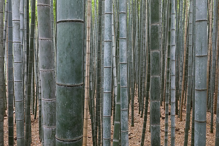 Бамбуковая роща в районе Киото Арасияма