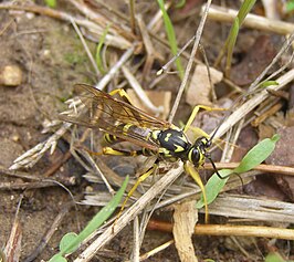 Banchus zonatus