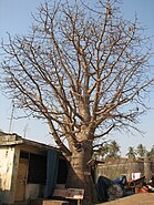 Baobab-2-vasai-fort
