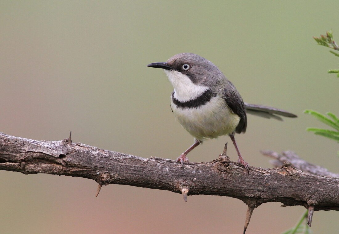 Apalis