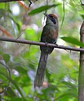 Thumbnail for Rufous-capped motmot