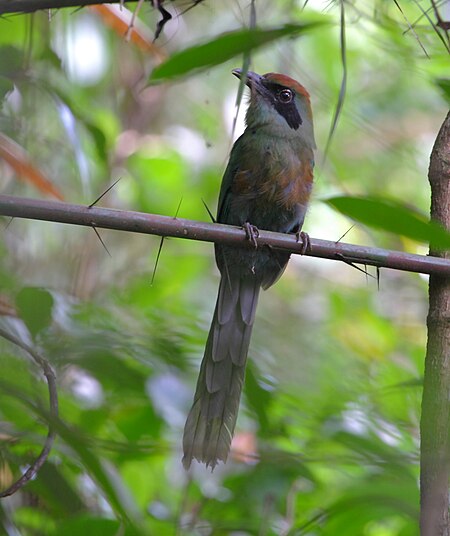 Baryphthengus ruficapillus