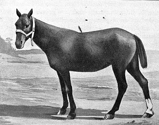 <span class="mw-page-title-main">Basuto pony</span> Breed of horse
