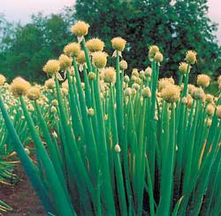 Allium fistulosum