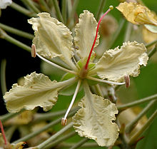 Bauhinia vahlii di Ananthagiri hutan, AP W IMG 9204.jpg