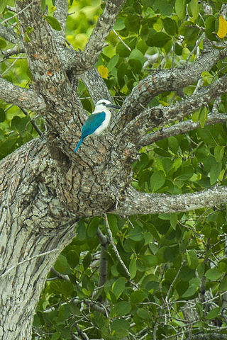 <span class="mw-page-title-main">Beach kingfisher</span> Species of bird