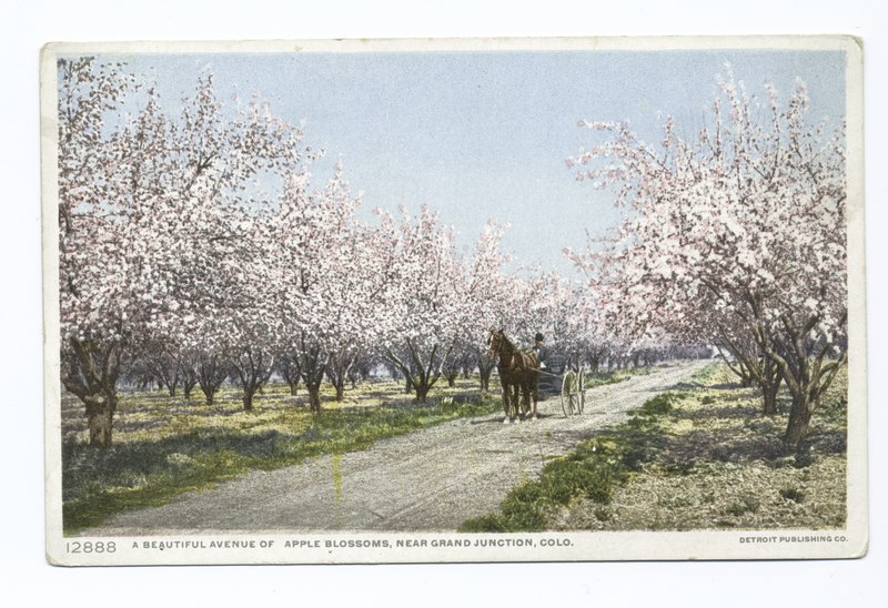 File:Beautiful Avenue of Apple Blossoms, Grand Junction, Colo (NYPL b12647398-70055).tiff