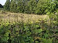 Čeština: Přírodní rezervace Bedřichovka na území obce Orlické Záhoří English: Bedřichovka nature reserve in Orlické Záhoří, Czech Republic