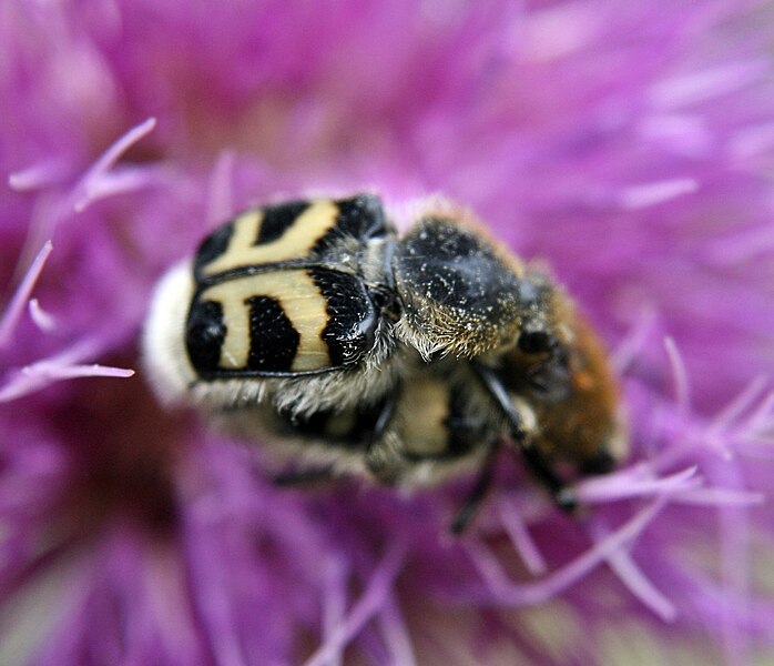File:Bee-Beetle-Mating.jpg