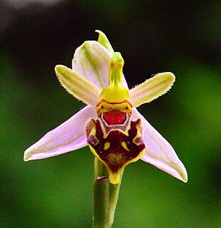 Pollinator-mediated selection