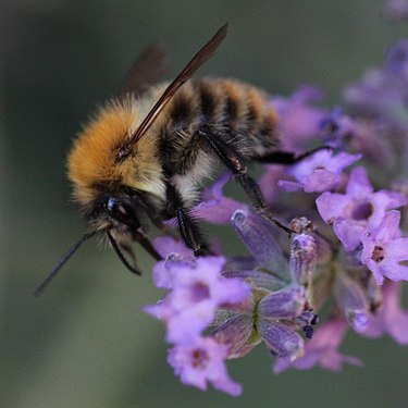 Bee taking lavender nectar