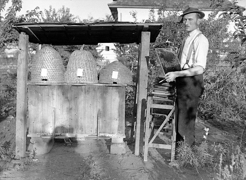 File:Beekeeping Fortepan 5384.jpg