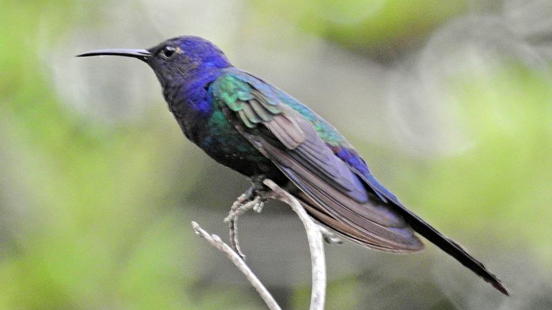 File:Beija flor sitio Pindamonhangaba.jpg